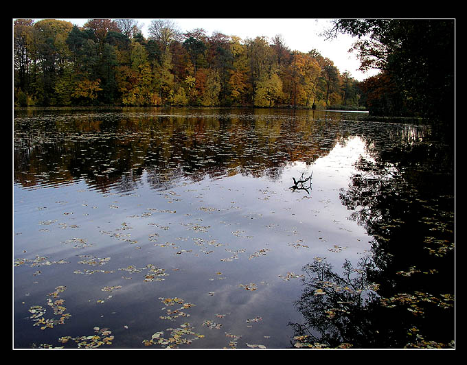 miseau