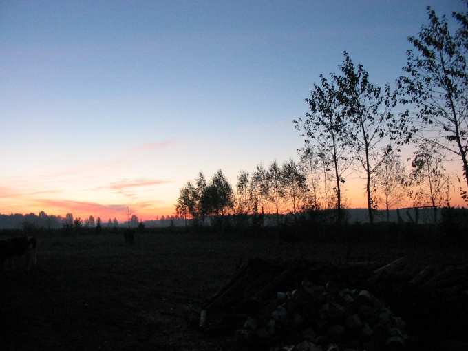 szczygieldarek