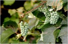 wino...