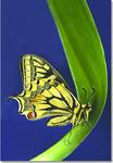 Papilio machaon