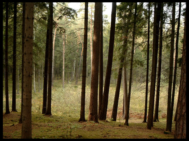 forest nie koniecznie Gump :)