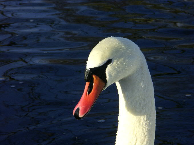 midor