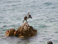 Albatros (chyba)