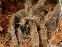 P. Cambridgei