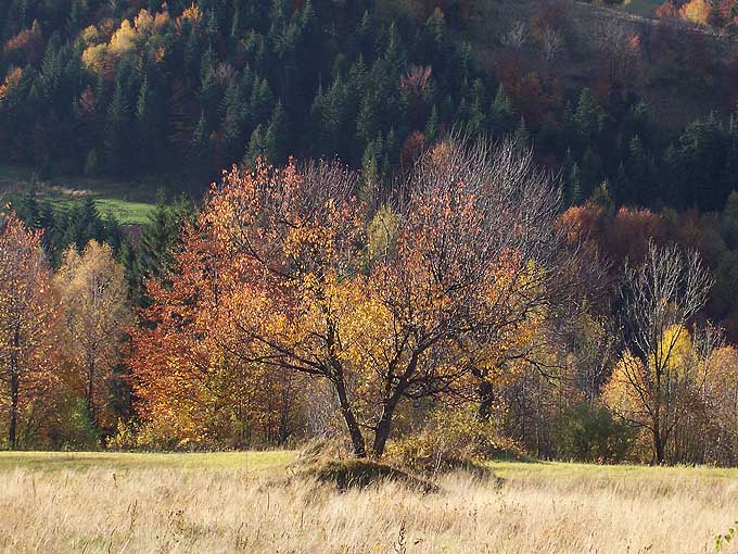jesień w krainie Elfów