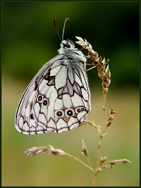 Polowiec szachownica (Melanargia galathea)