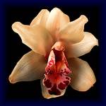 Orchidea