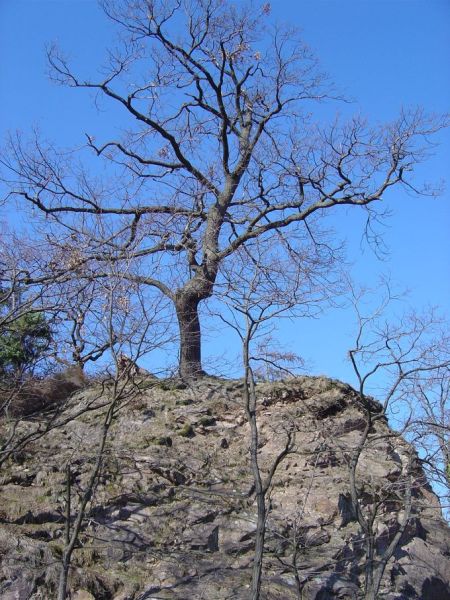 drzewko na skale