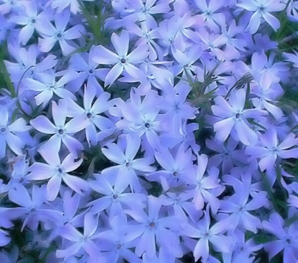 Wspomnienie lata