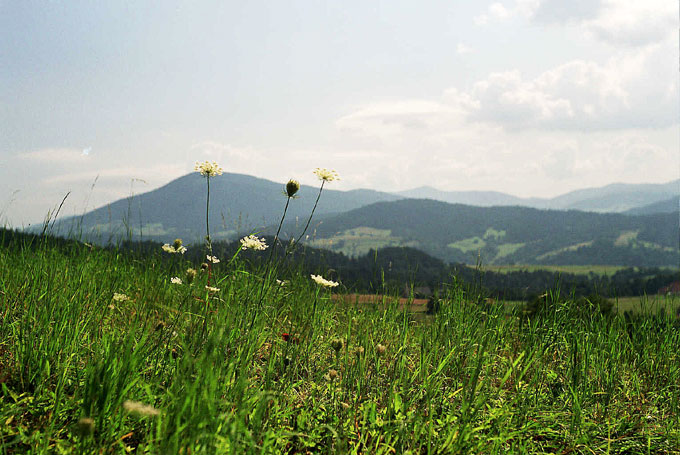 JDumański