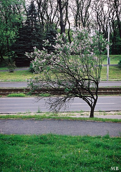 PĘD
