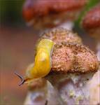 towarzysz grzybobrania