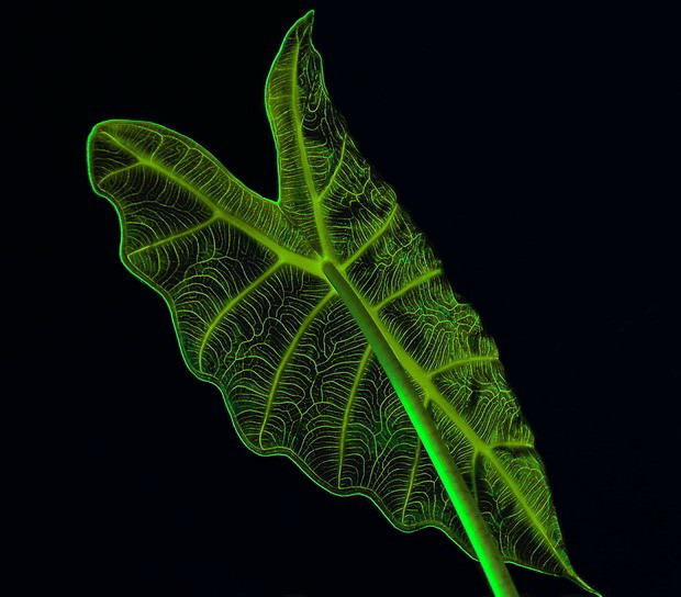 Alocasia amazonica