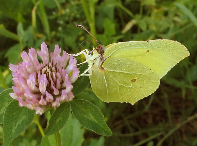 Latolistek cytrynek (Gonepteryx rhamni)