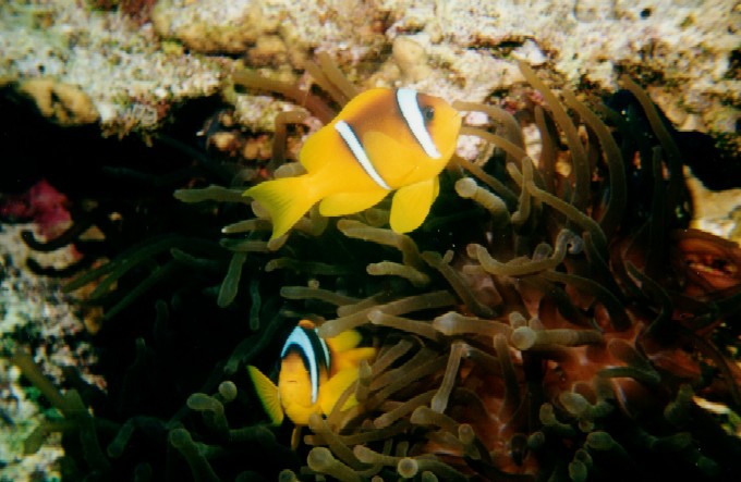 deepdiver
