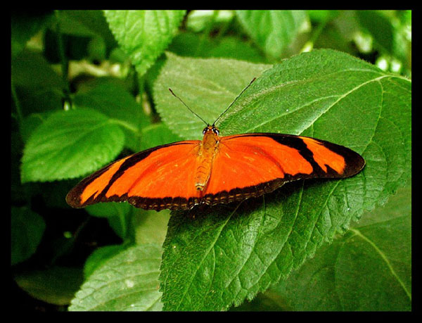 motyl