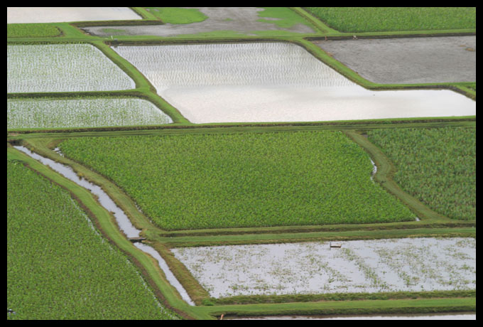 Uncle Ben's Farm