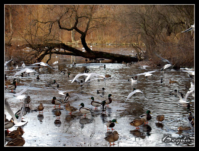 Ptasi rozgardiasz, Park Południowy we Wrocławiu, grudzień 2004