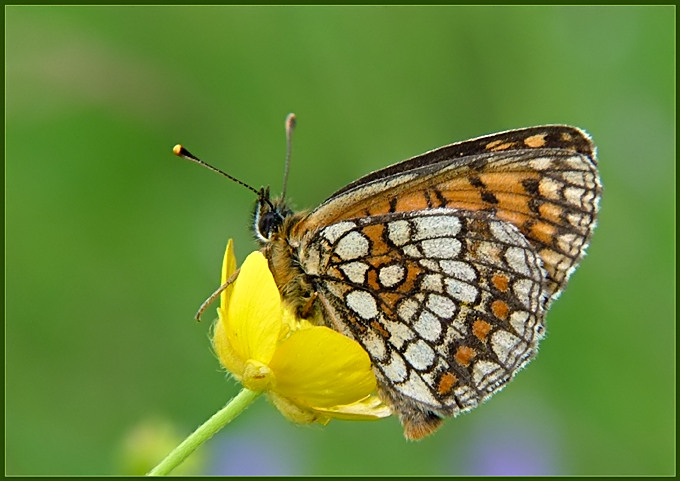 Przeplatka atalia