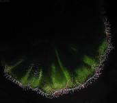 Drosera aliciae