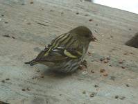Kulczyk (Serinus serinus)