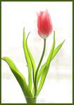 Tulipan w oknie