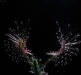 Drosera scorpioides