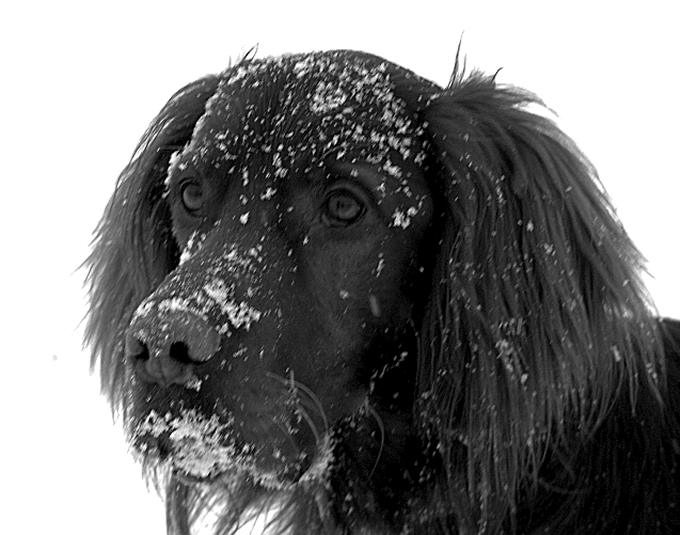 Portret zimowy