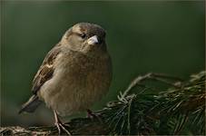 Wróbel Domowy (Passer domesticus)