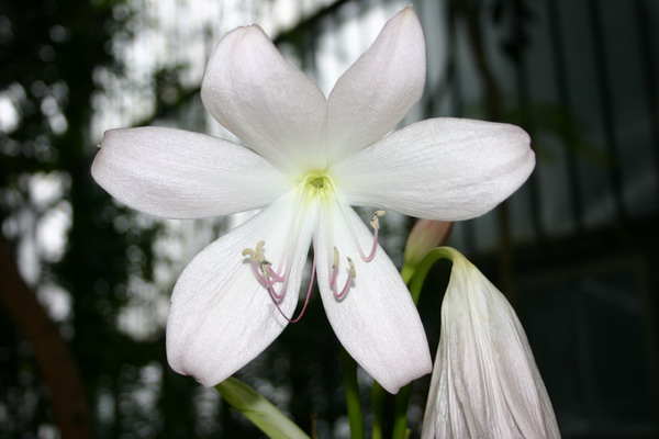 Ptyśka