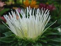 Aster