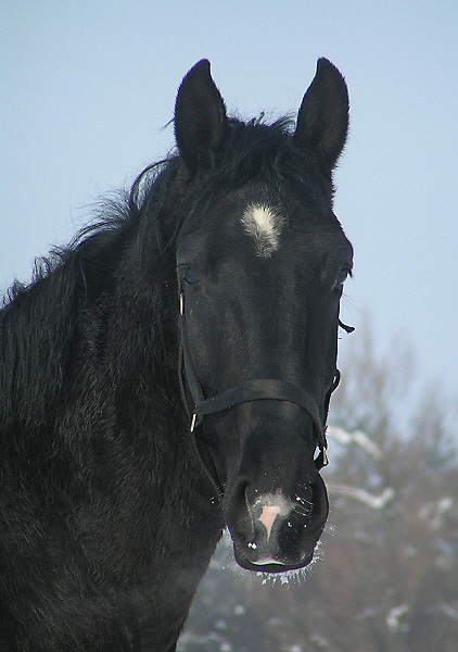 zimowy portrecik