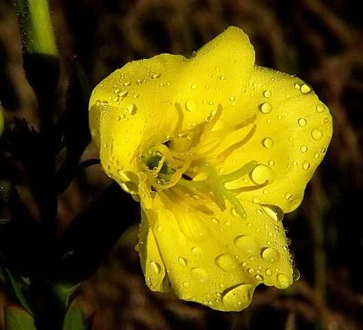 13-OENOTHERA BIENNIS wiesiołek dwuletni