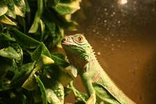 z samego rana - iguana...