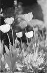 Tulipanki