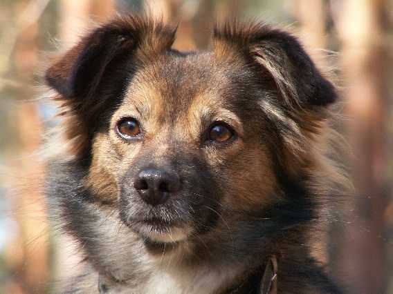 Punia - portret