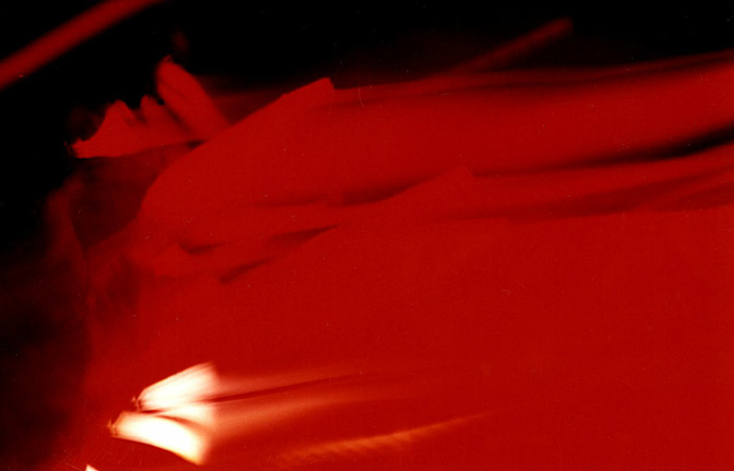 Red Flowers in Run