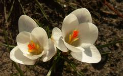 krokusy