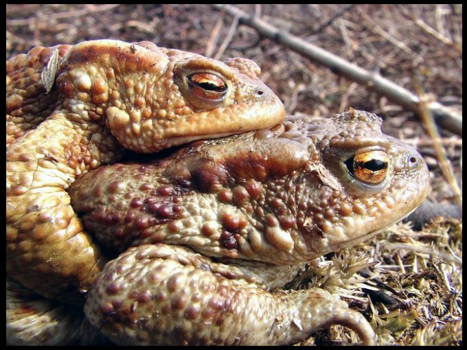 Heodes