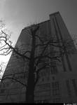 city&tree