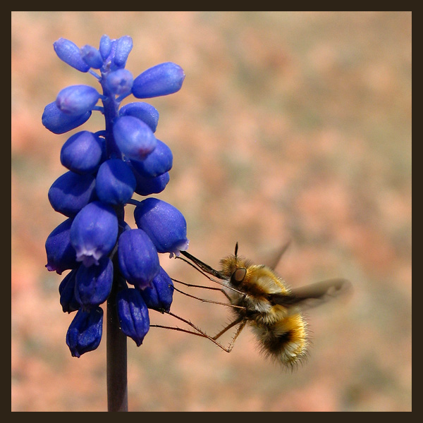 Bujanka większa (Bombylius major)