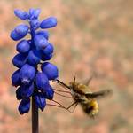Bujanka większa (Bombylius major)