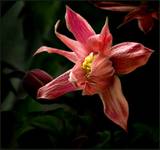Pierwszy Clematis tego roku