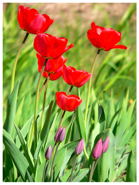 W ogrodzie moim tulipany...