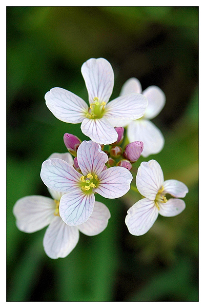 Wiosna