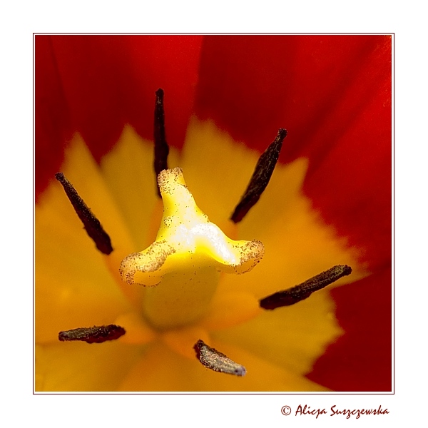 tulip