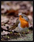 Rudzik(Erithacus rubecula)
