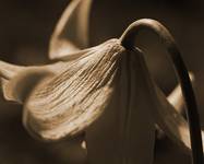 flower 3