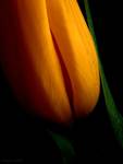 Tulipan#1