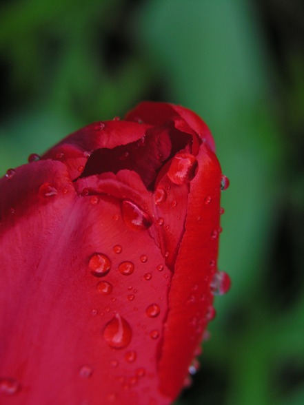 lady in red